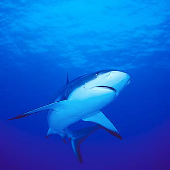 大青鲨