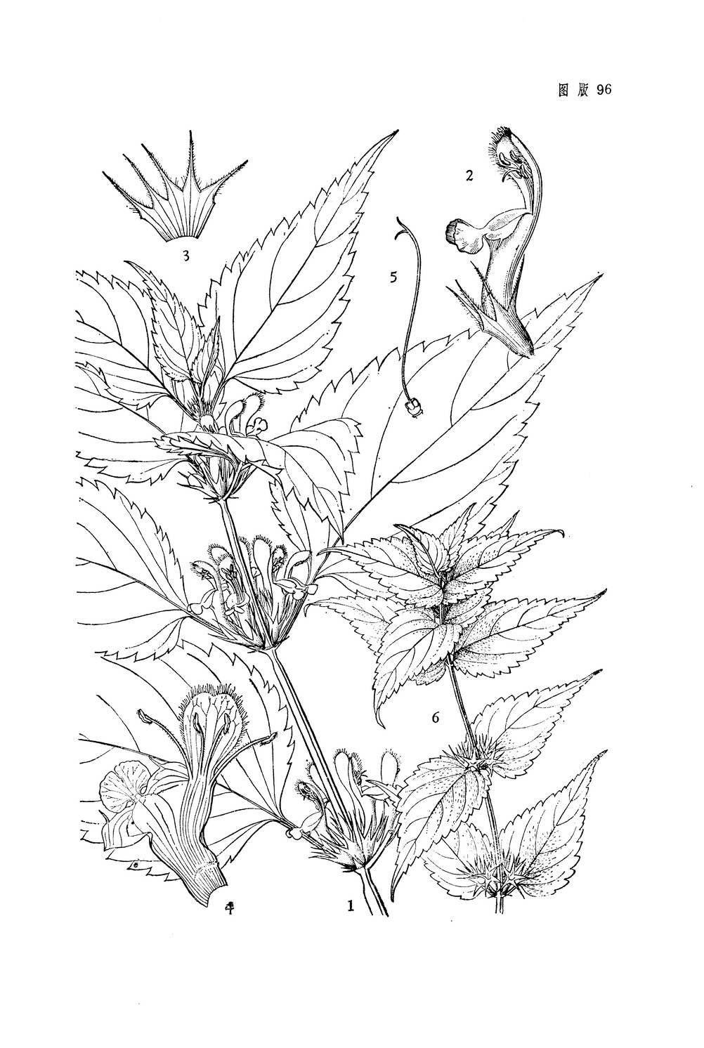 野芝麻(原变种)