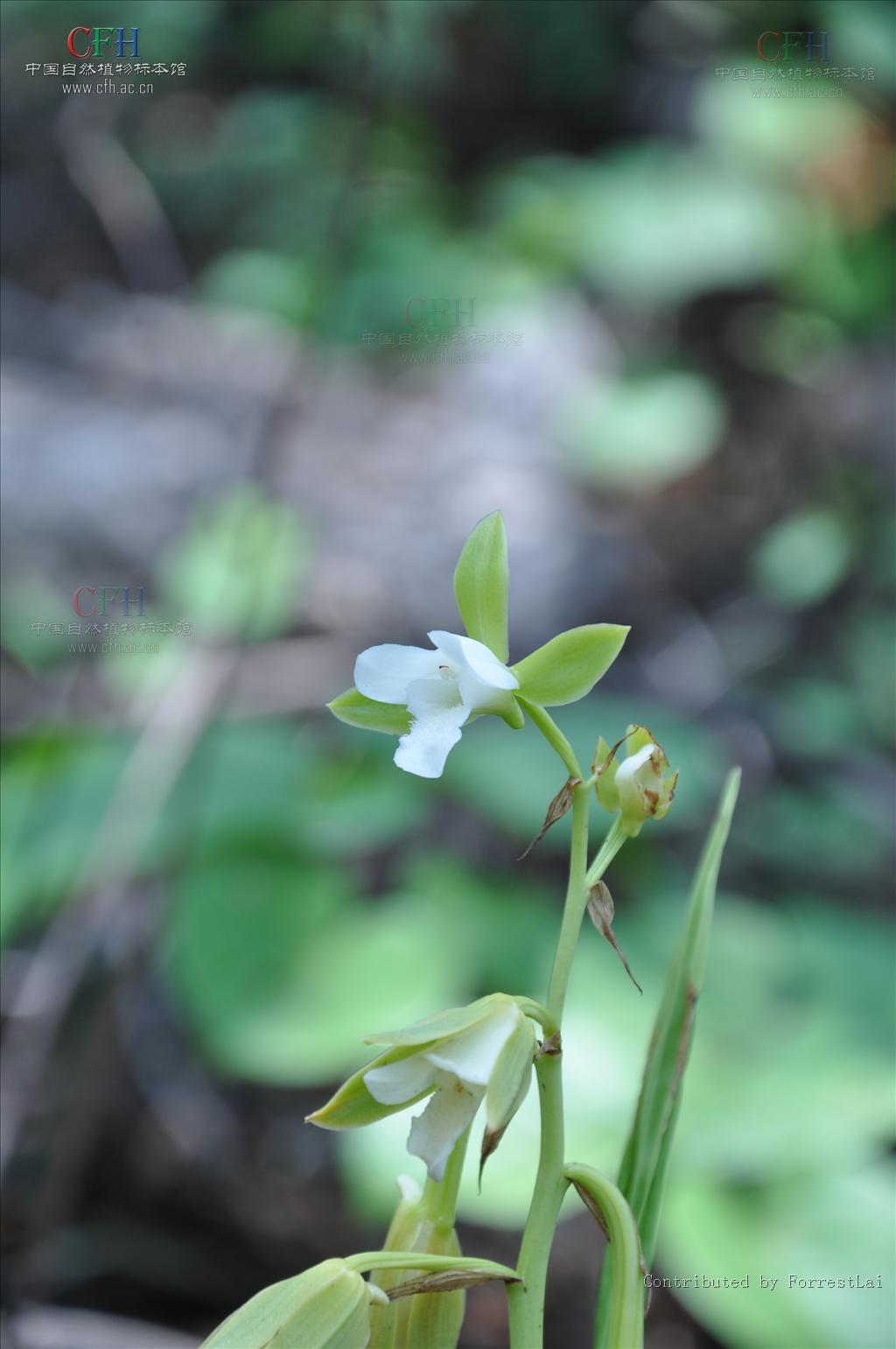 p>美冠兰(学名: i>eulophia graminea  /i> lindl.