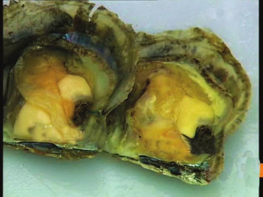  p data-id="gnar4k0b38">又称合浦珠母贝.