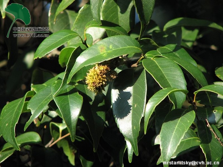  p>红背甜槠(学名:castanopsis eyrei (champ.) tutch.