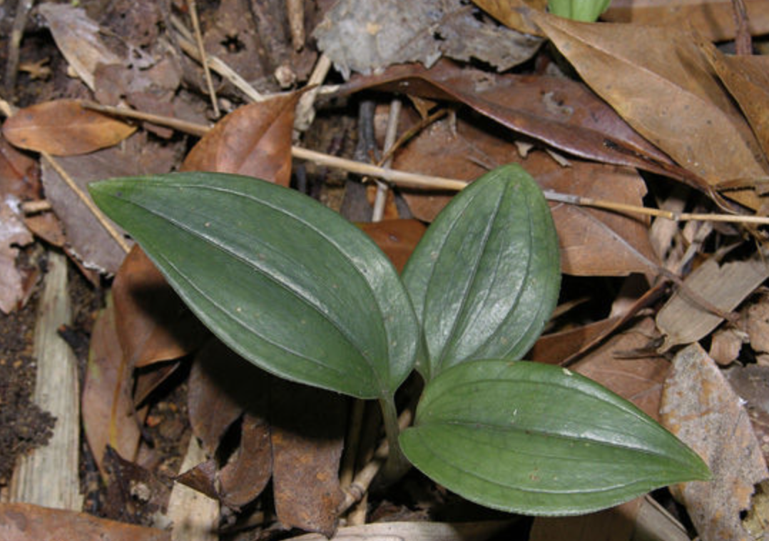 (学名: i>goodyera seikoomontana yamamoto /i>),兰科斑叶兰属植物