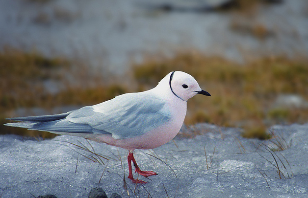  p>楔尾鸥(学名: i>rhodostethia rosea /i>)为鸥科楔尾鸥属的鸟类.