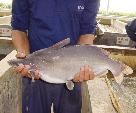  p>长臀鮠为善游的底层鱼类, 幼鱼常在支沟入江口的漫水中觅食,成鱼则