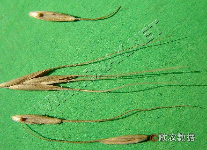 roegneria intramongolica sh. chen et gaowua