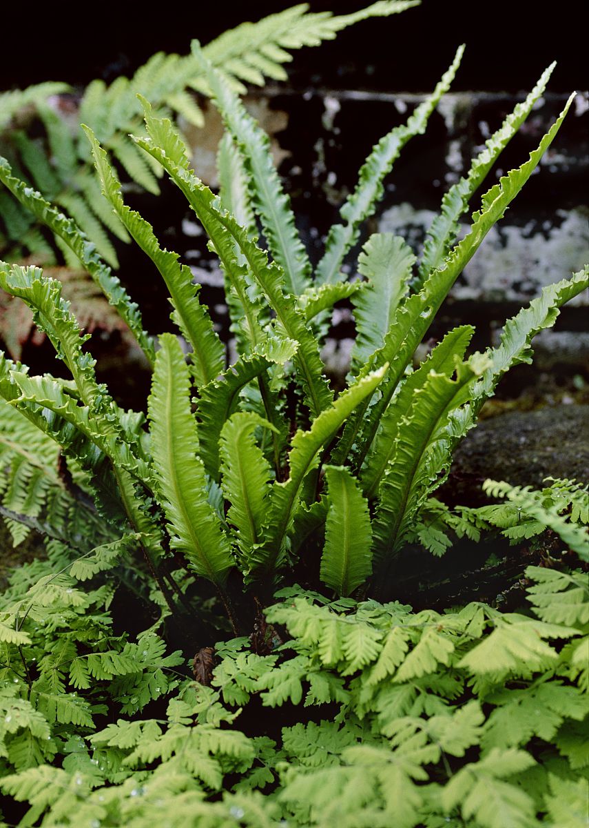  p>角蕨(学名: i>cornopteris decurrenti-alata /i>&nbsp;(hook.