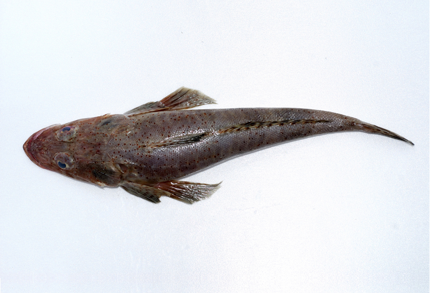  p>牛尾鱼,又叫鲬,俗名鞭子鱼.