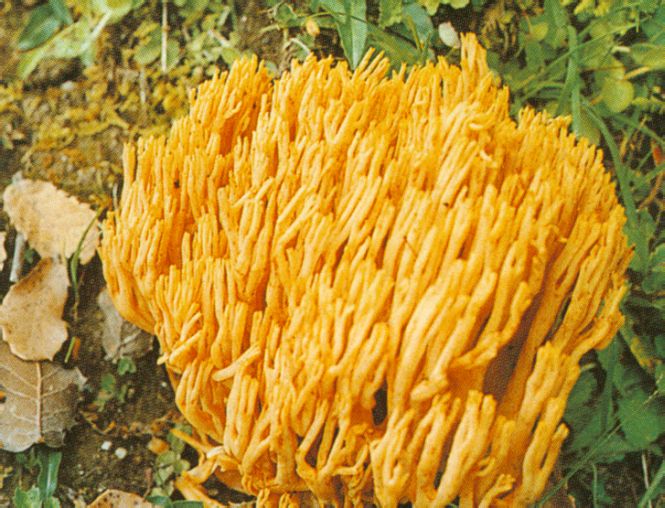  p>中文学名:疣孢黄枝瑚菌 /p> p>拉丁学名:ramaria flava (schaeff.
