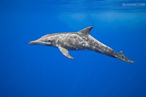  p>糙齿海豚(学名:steno bredanensis),体较粗壮,头圆锥形,吻突较长