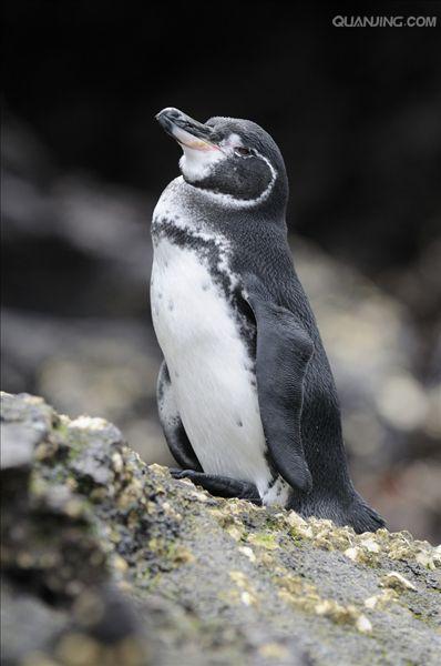 加拉帕戈斯企鹅