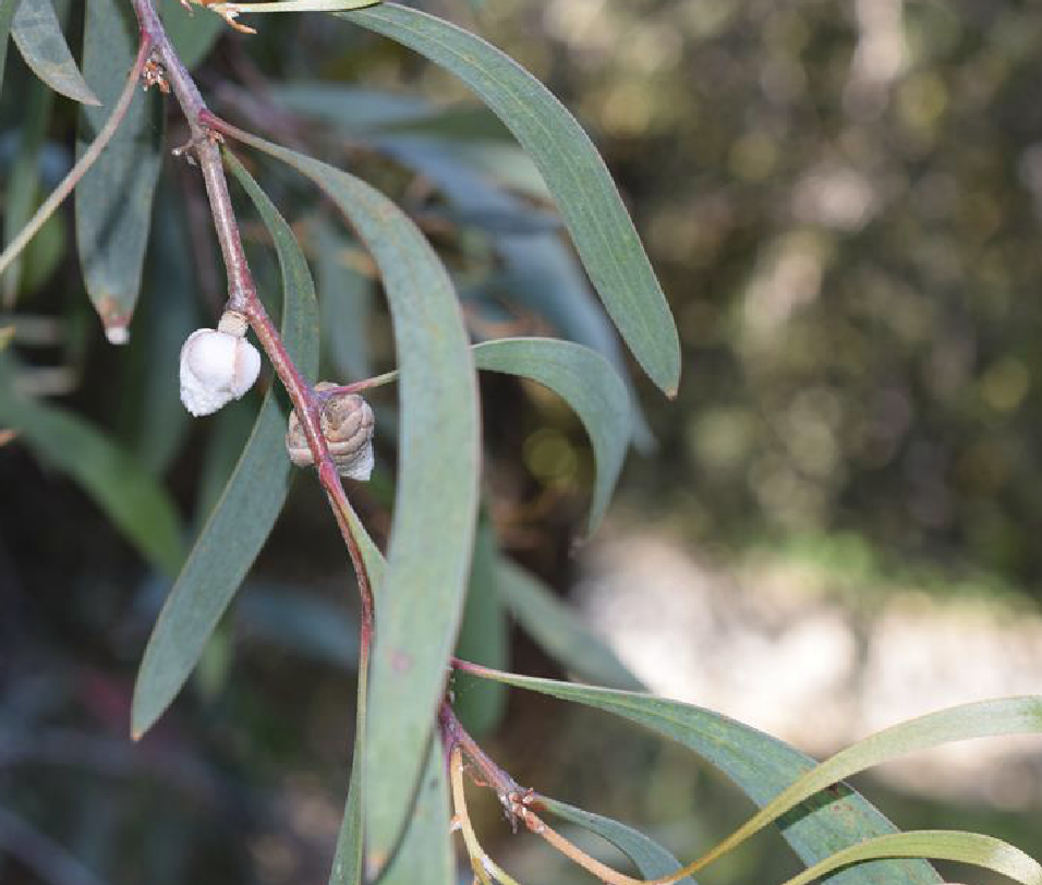 p data-id="gnbke71f8b">台湾相思( i>acacia confusa /i> merr.