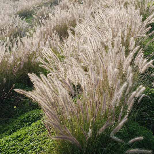  p data-id="gn5o9yl4di">戾草,别名狼尾草,狼尾草为 a target="