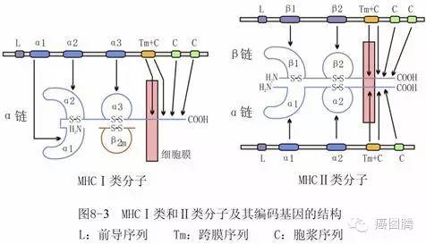 MHC分子及其在医学上的意义_百科TA说
