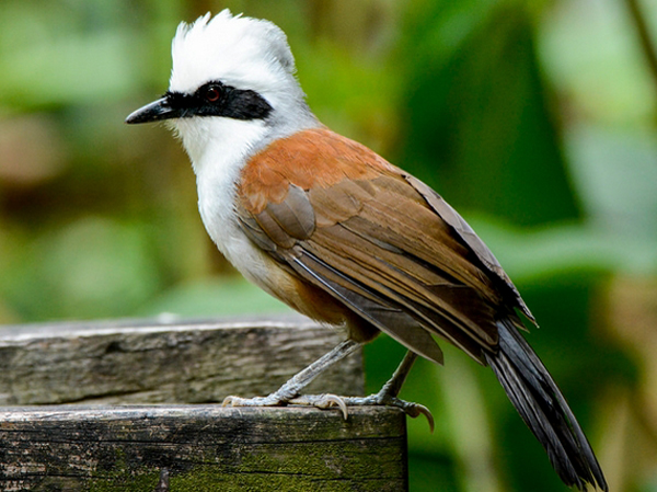  p>鸟类羽冠(bird crista):亦称 a href="#" data-lemmaid="22736143"