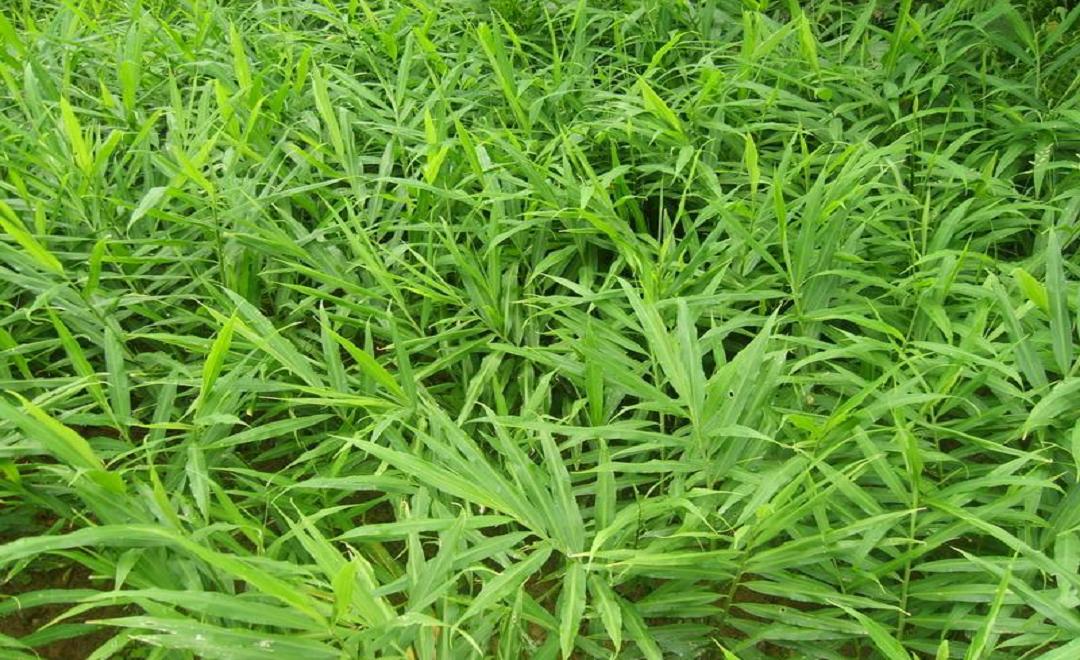  p>姜科姜黄属植物黑心姜curcuma caesia roxb.,以根状茎入药.