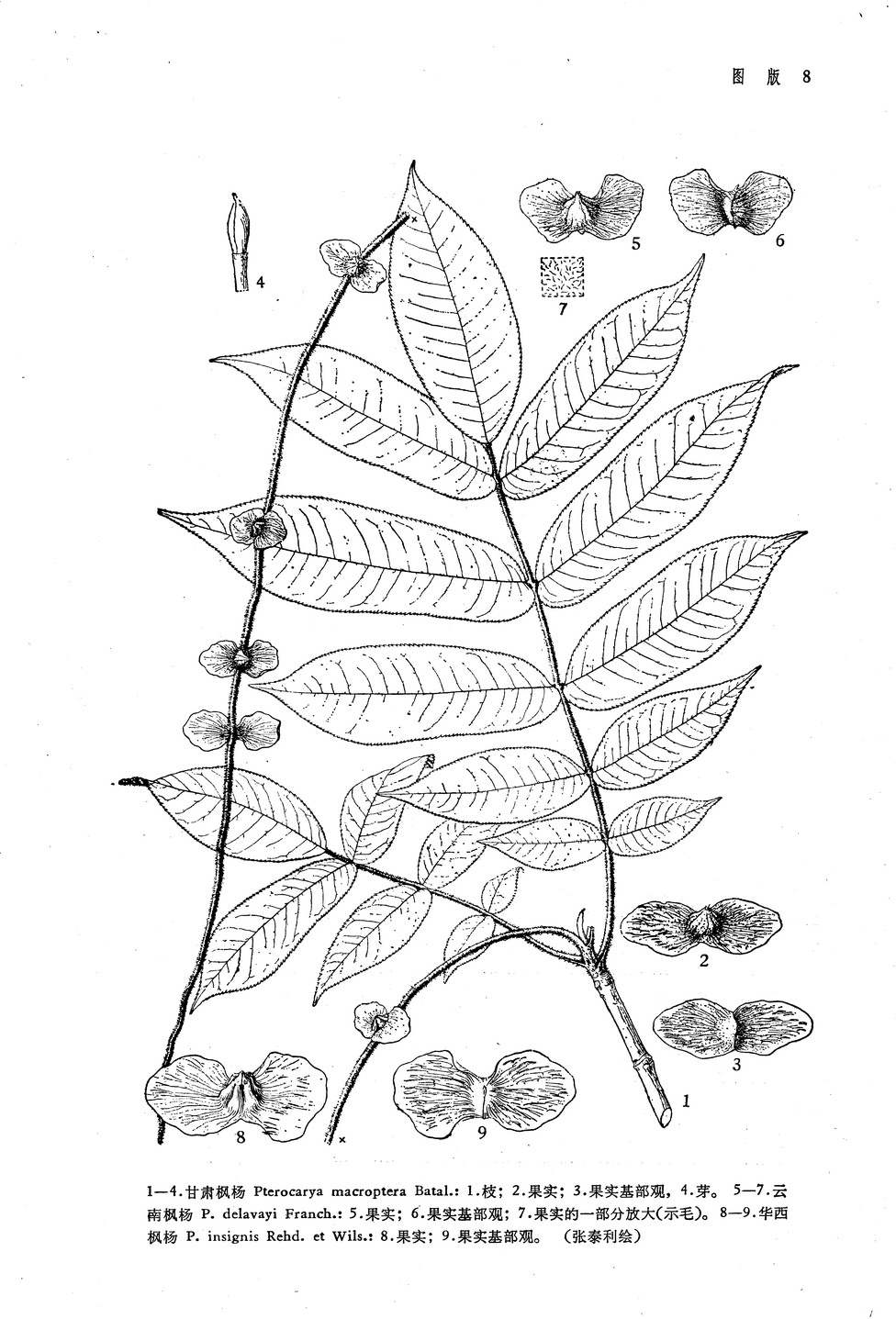  p>华西枫杨(学名: i>pterocarya insignis /i> rehd. et wils.