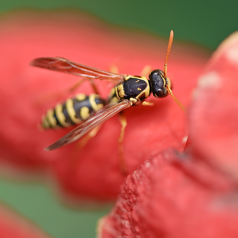  p>隐纹长脚胡蜂, i>polistes yokohamae  /i>radoszkowski,为膜翅目 