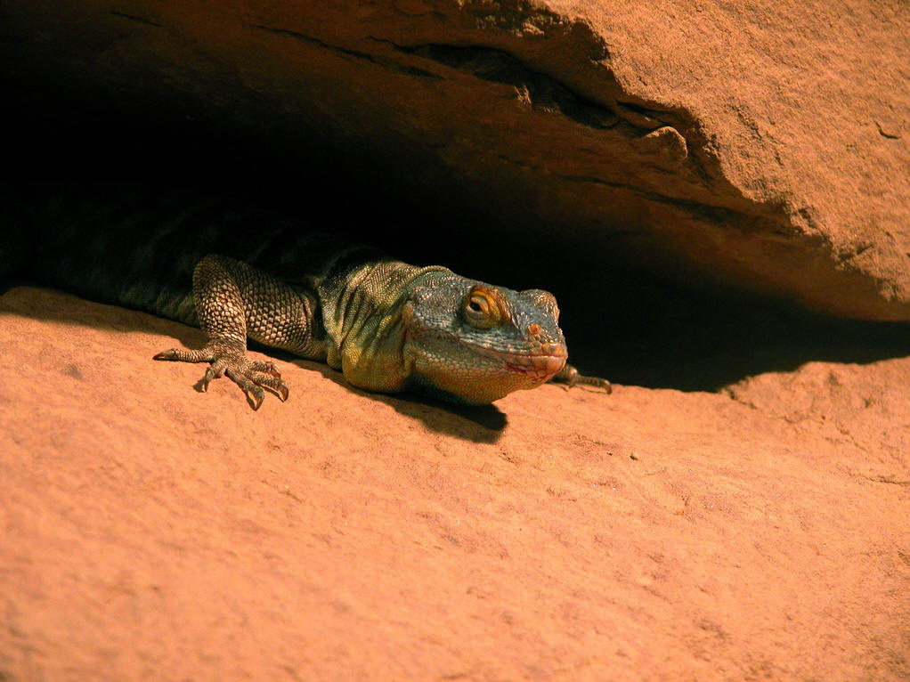  p>叩壁蜥, a target="_blank" href="/item/美洲鬣蜥科/2759389"