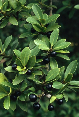 冬青科冬青属植物有哪些(冬青科冬青属植物有哪些品种)