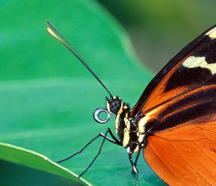  p>触角是 a target="_blank" href="/item/昆虫/30467" data-lemmaid