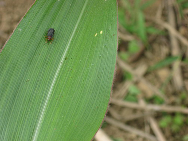  p>玉米铁甲, a target="_blank" href="/item/农业/330015" data