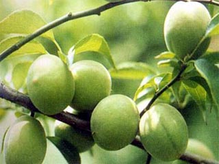 果实退绿期6月中旬.该品种树势强,易形成高大树