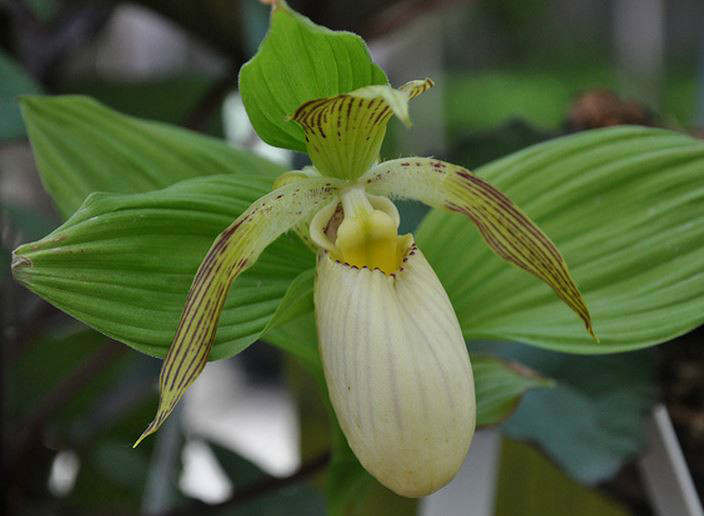  p>大叶杓兰(学名: i>cypripedium fasciolatum /i>  franch.