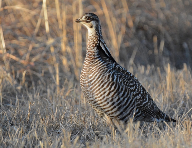 greater prairie chicken