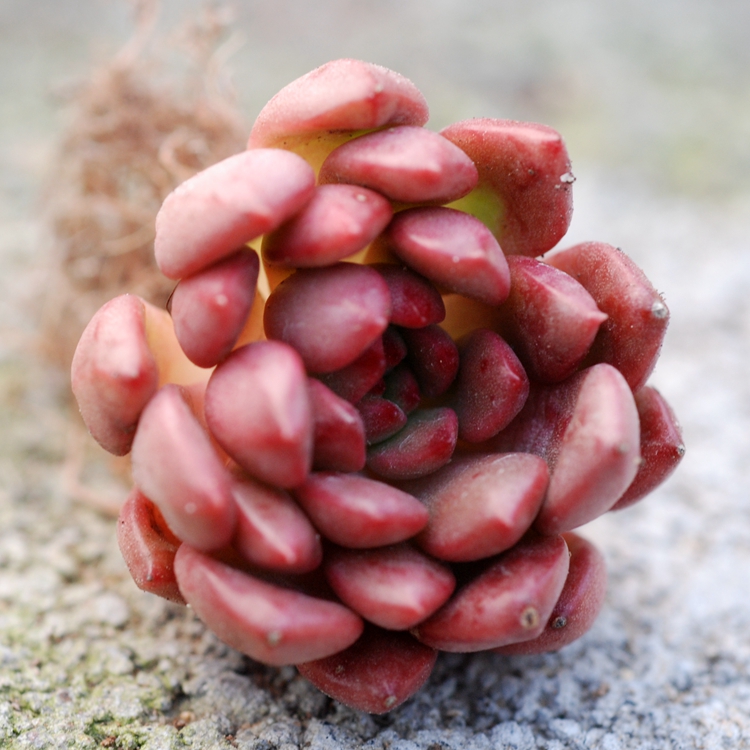  p>宝石花,一类 a target="_blank" href="/item/多肉植物/7506243"