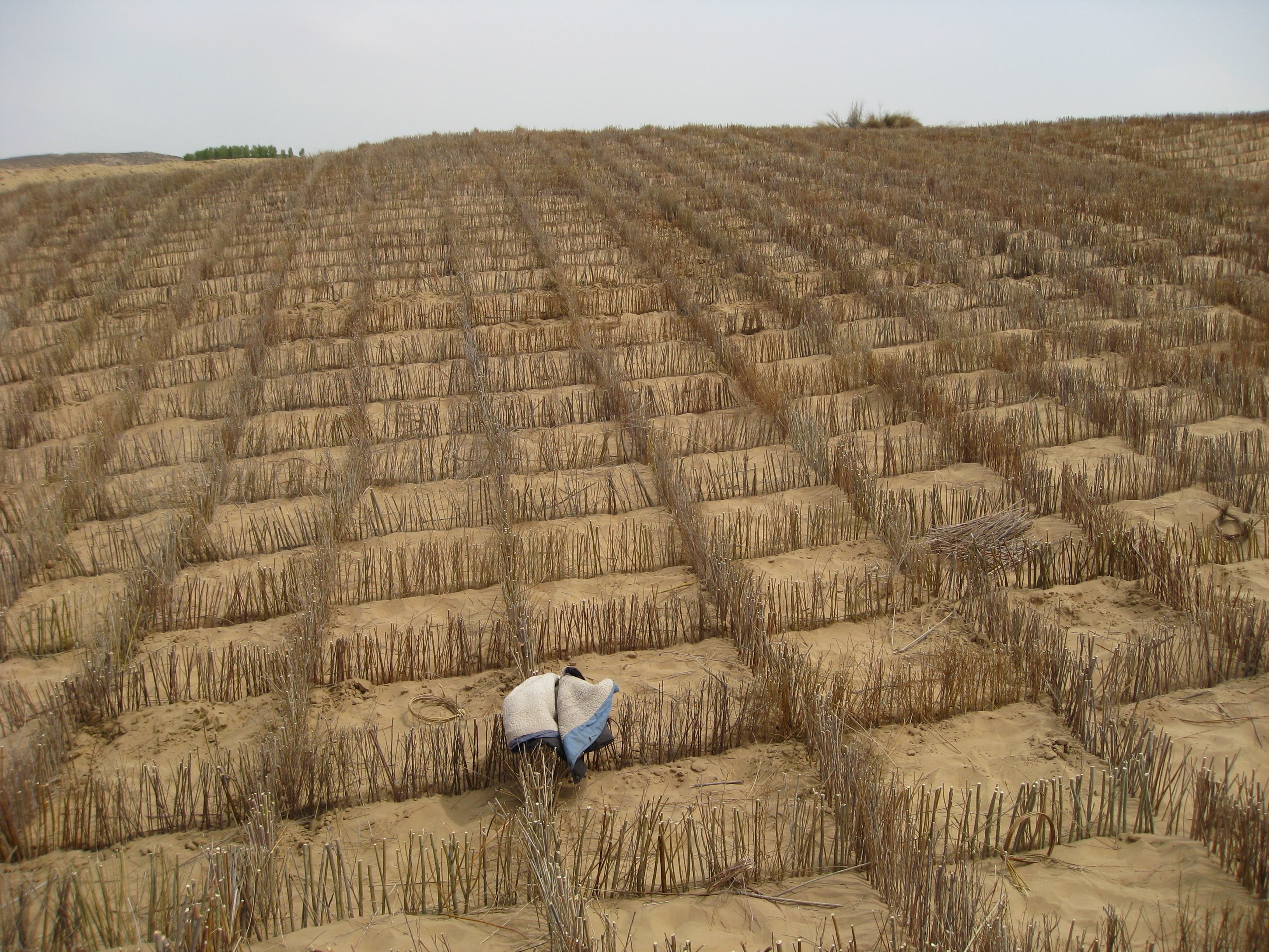沙障又称机械沙障,风障,是用柴草,秸秆,粘土