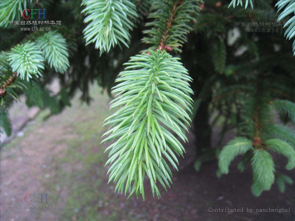  p>云杉(拉丁学名:picea asperata mast.)别名茂县云杉,茂县杉等.