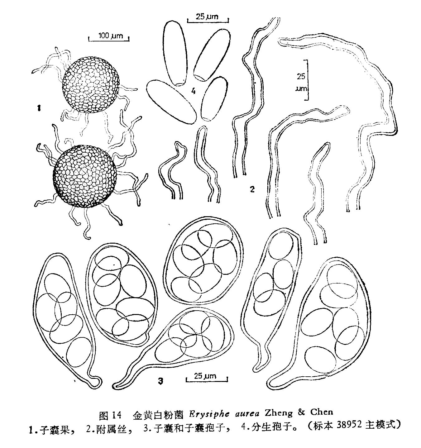 p>白粉菌属( a href="#" data-lemmaid="8074290">学名 /a>:erysiphe