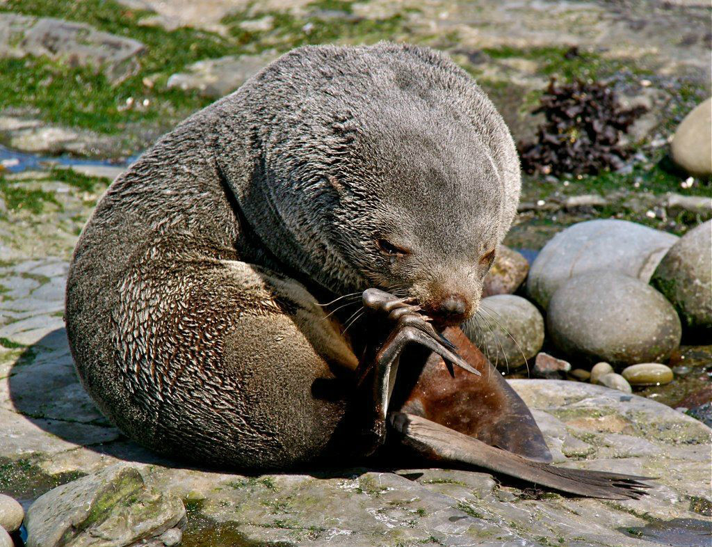 fur seals):是生活在海洋里的哺乳动物,因其体型像狗,因此得名海狗