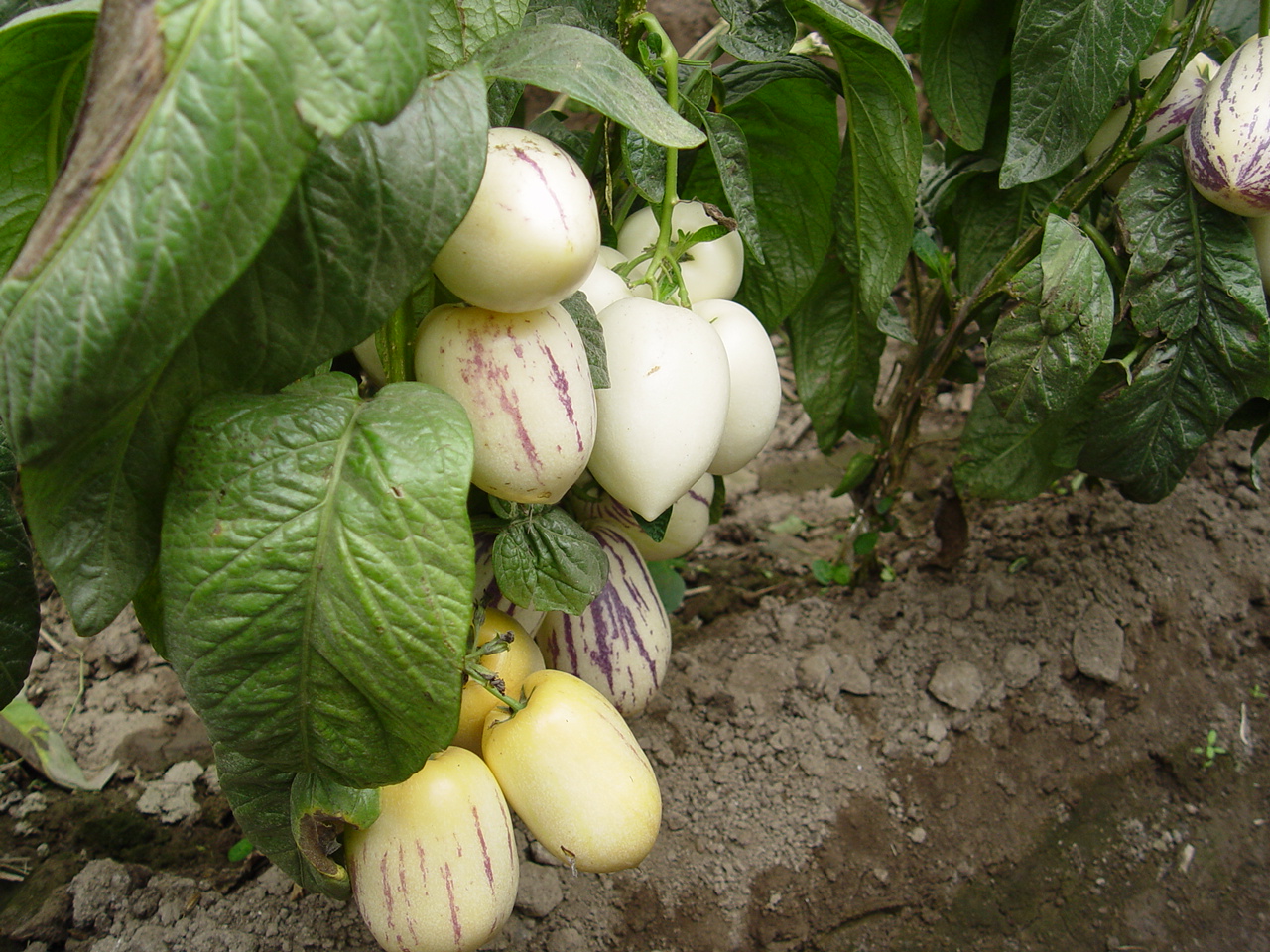  p> a href="#" data-lemmaid="10405785">马蹄果属 /a>(学名:protium