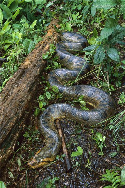  p>水蚺,类似水蟒的蛇类,网上有许多说森蚺也叫水蚺是错误的,是现存