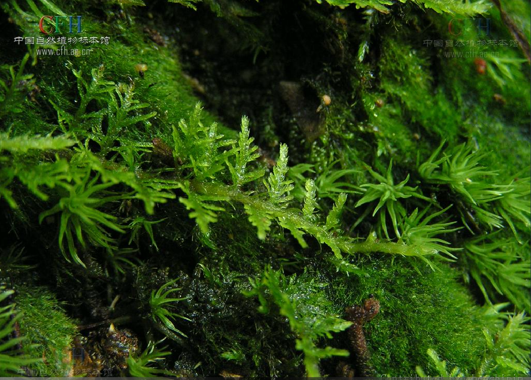  p>中国羽藓科植物自 1 9世纪起即有报道 ,但迄今才进行首次全面校订
