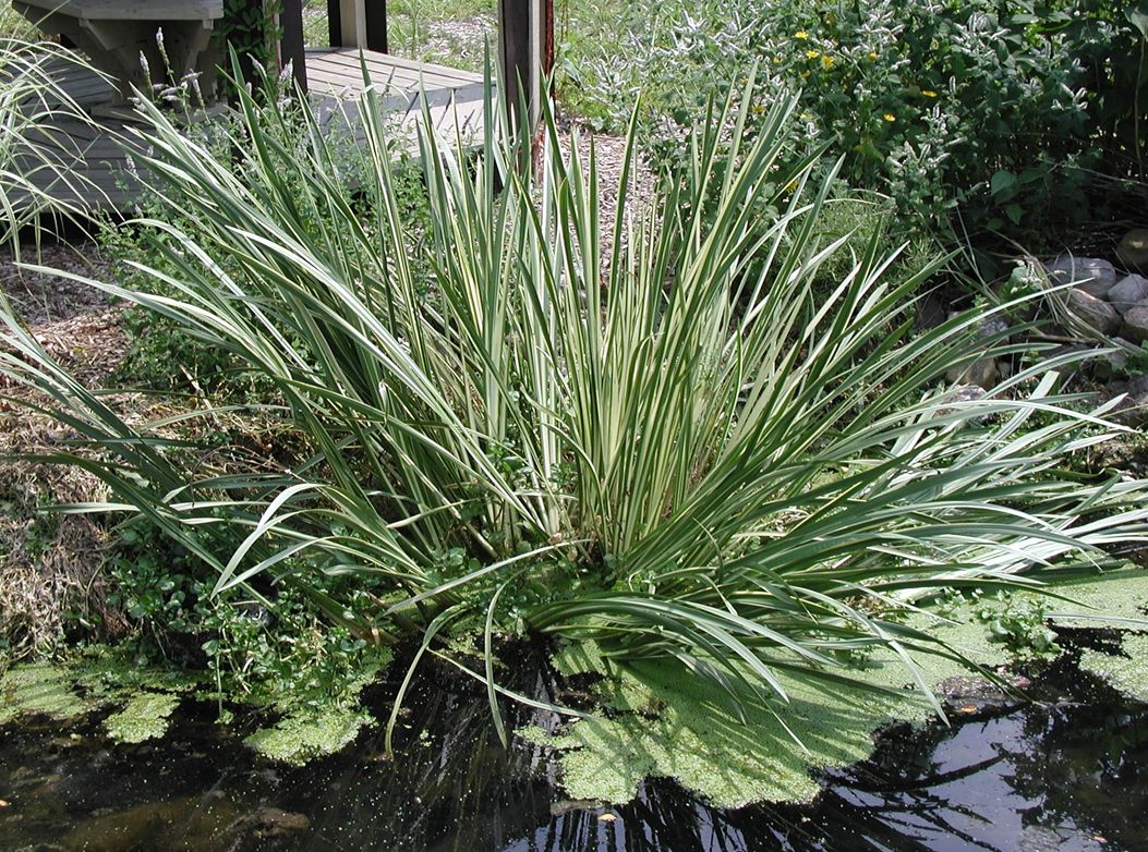 acorus calamus l.