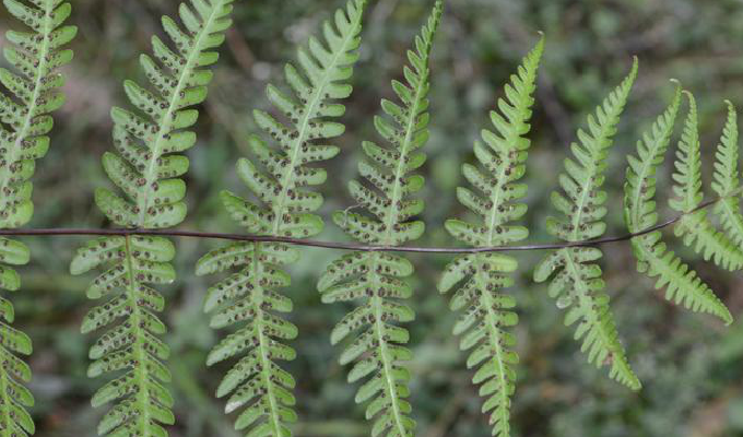  p>冷蕨属(学名:cystopteris)是蹄盖蕨科下一个