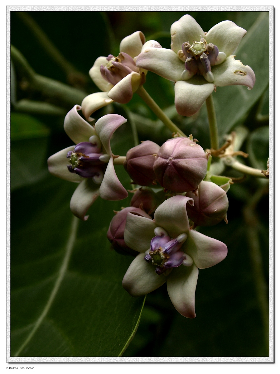  p>牛角瓜属(学名:calotropis r.