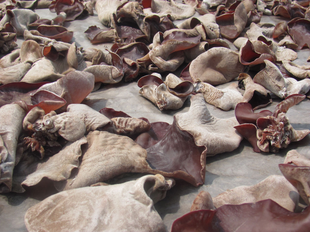  p>大毛木耳子实体一般中等大, 半圆形,初期倒碗形,成熟后逐渐开展,成