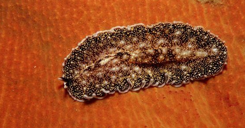  p>扁虫,是 a target="_blank" href="/item