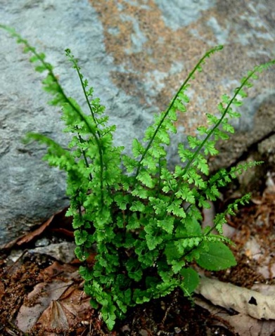  p>城口瓶蕨( a target="_blank" href="/item/学名/8074290" data