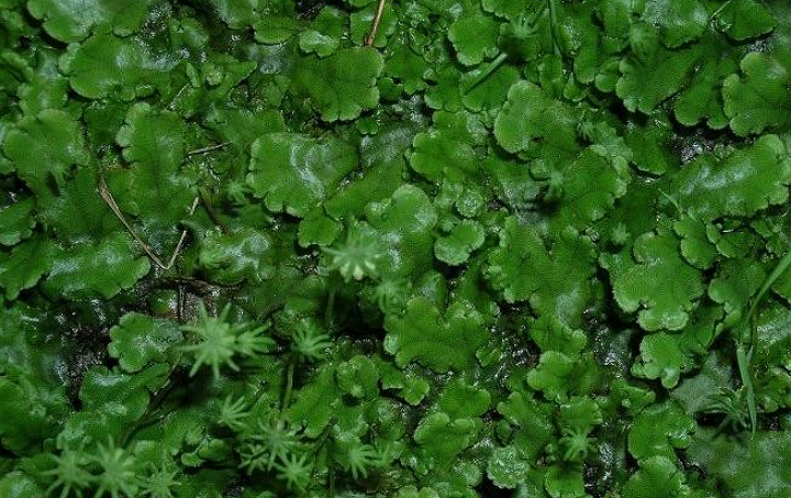 fluitans)又称纤细钱藓,漂浮在浅池,带状,绿色,有分枝,宽约0.