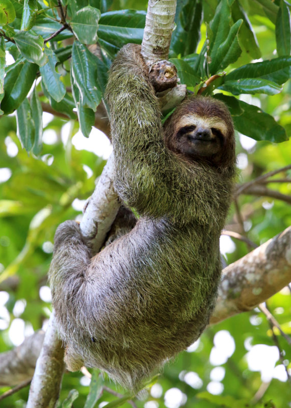 brown-throated three-toed sloth