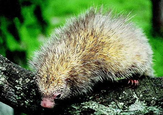  p>巴西毛倭豪猪(学名: i>sphiggurus roosmalenorum /i>):个体较小