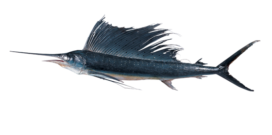 大连自然博物馆