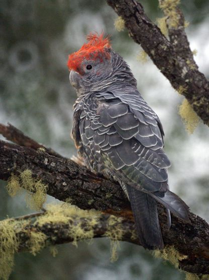  p>红冠凤头鹦鹉(学名: i>callocephalon fimbriatum /i>):体长33-37