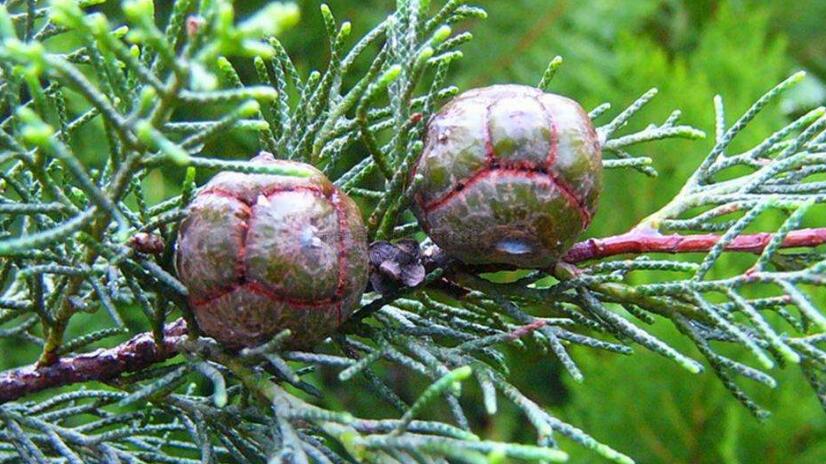  p>干香柏(学名: i>cupressus duclouxiana  /i>hickel)是柏科,柏木属