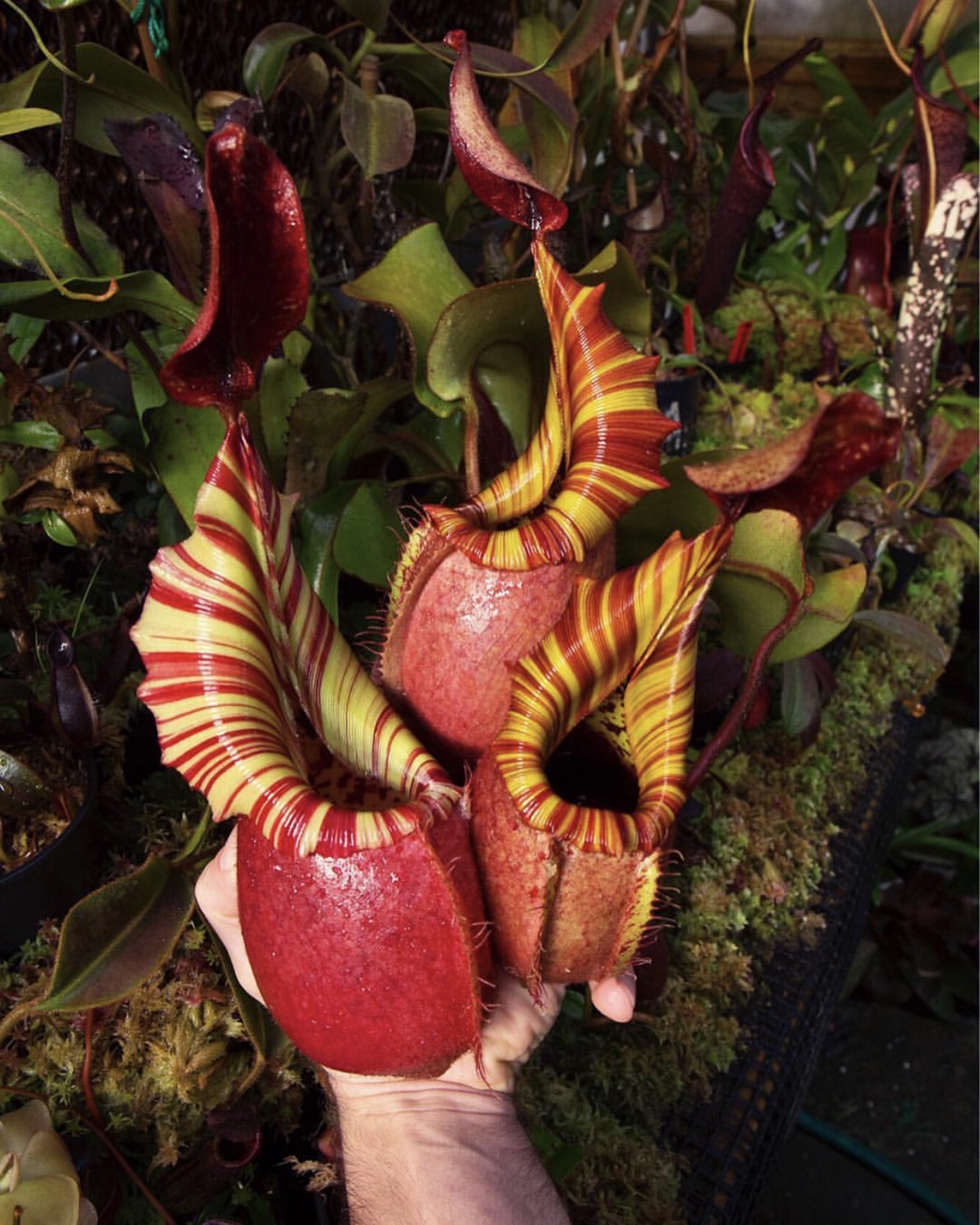  p> b>维奇猪笼草(nepenthes veitchii) /b>原产于婆罗洲.