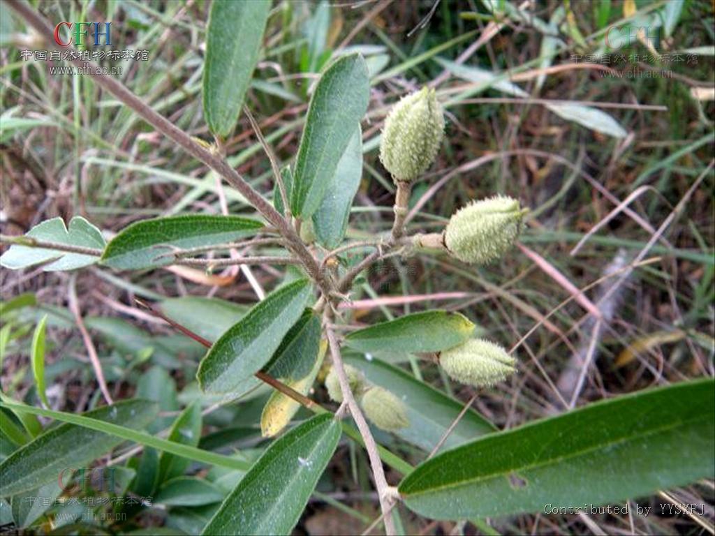  p>山芝麻属约有60种,分布在亚洲热带及美洲.